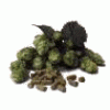 Hops - indigestion, ulcers, insomnia